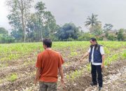 Kanit IK Polsek Belitang II Laksanakan Pengecekan Lahan Pekarangan untuk Mendukung Ketahanan Pangan