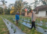 Bhabinkamtibmas Polsek Belitang II Laksanakan Pengecekan Lahan Pekarangan untuk Mendukung Ketahanan Pangan