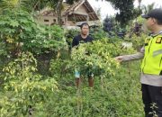 Bhabinkamtibmas Polsek Belitang II Laksanakan Pengecekan Lahan Pekarangan untuk Mendukung Ketahanan Pangan