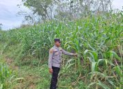 Personil Polsek Belitang II Laksanakan Pengecekan Lahan Ketahanan Pangan