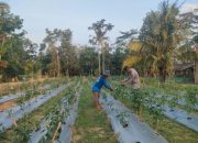 Bhabinkamtibmas Polsek Belitang II Laksanakan Pengecekan Lahan Pekarangan untuk Mendukung Ketahanan Pangan