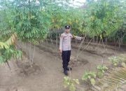 Pengecekan Ketahanan Pangan di Desa Sribantolo