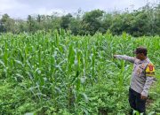 Pengecekan Lahan Ketahanan Pangan di Desa Sidowaluyo