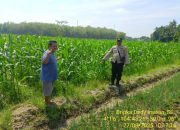 Pengecekan Lahan Jagung di Desa Petanggan