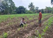 Pengecekan Ketahanan Pangan di Desa Sumber Sari oleh Brigadir Redy Eko Irawan