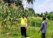 Polsek Semendawai Suku III Dukung Ketahanan Pangan Nasional dengan Pengecekan Tanaman Jagung