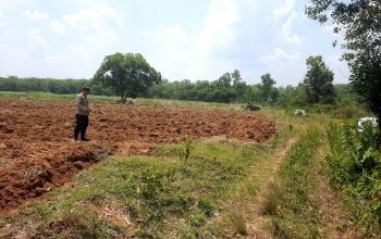 Bhabinkamtibmas Polsek Semendawai Suku III Lakukan Pengecekan Persiapan Lahan Jagung