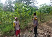 Pengecekan Ketahanan Pangan di Desa Melati Jaya Oleh Bhabinkamtibmas Polsek Semendawai Suku III