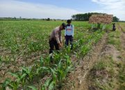 Pengecekan Ketahanan Pangan di Desa Sumber Jaya oleh Aiptu Made Sumatra