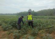 Pengecekan Ketahanan Pangan di Desa Sumber Makmur oleh AIPTU Made Sudarsa