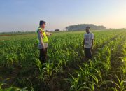 Pengecekan Ketahanan Pangan di Desa Budi Luhur oleh AIPTU Tandian