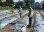 Pengecekan Ketahanan Pangan di Desa Sumber Harapan oleh AIPTU Eko Budi