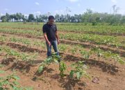 Kanit Reskrim Polsek Semendawai Suku III Lakukan Peninjauan Tanaman Terong dalam Rangka Mendukung Ketahanan Pangan Nasional