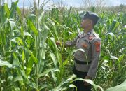 Pengecekan Ketahanan Pangan di Desa Sumber Jaya oleh AIPTU Yayan Supriadi