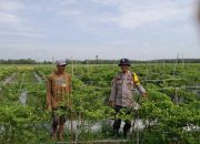 Pengecekan Tanaman Ketahanan Pangan di Desa Mulyasari oleh Aipda Bedy Ibrahim Putra