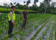 Pengecekan Ketahanan Pangan di Desa Purworejo oleh AIPDA Aan Afprianto