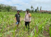Pengecekan Lahan Ketahanan Pangan di Desa Darma Buana: Polsek Belitang II Dukung Program Nasional