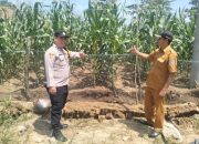 Pengecekan Lahan Ketahanan Pangan di Desa Ulak Buntar: Polsek Belitang II Dukung Program Nasional