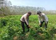 Kapolsek Semendawai Suku III Perintahkan Pengecekan Tanaman Sayur untuk Mendukung Ketahanan Pangan Nasional