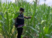 Polsek Semendawai Suku III Dukung Ketahanan Pangan Nasional dengan Pengecekan Lahan Pertanian Jagung