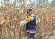 Bhabinkamtibmas Desa Purwodadi Laksanakan Pengecekan Lahan Pekarangan untuk Mendukung Program Ketahanan Pangan