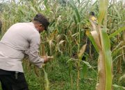 Polsek Semendawai Suku III Dukung Program Ketahanan Pangan dengan Cek Tanaman Jagung