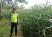 Anggota Polsek Semendawai Suku III Lakukan Pengecekan Tanaman Jagung