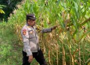 Pengecekan Ketahanan Pangan di Desa Taraman Jaya