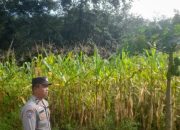 Bhabinkamtibmas Polsek Semendawai Suku III Lakukan Pengecekan Ketahanan Pangan di Desa Mulya Jaya