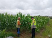 Pengecekan Tanaman Jagung di Semendawai Suku III