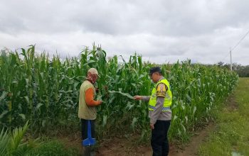 Pengecekan Tanaman Jagung di Semendawai Suku III
