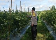 Pengecekan Ketahanan Pangan di Desa Suka Mulya, Polsek Semendawai Suku III Dukung Program Pertanian