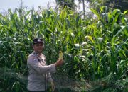 Pengecekan Ketahanan Pangan di Desa Cahaya Negri