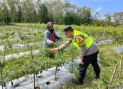 Pengecekan Tanaman Cabai dalam Rangka Mendukung Ketahanan Pangan Nasional