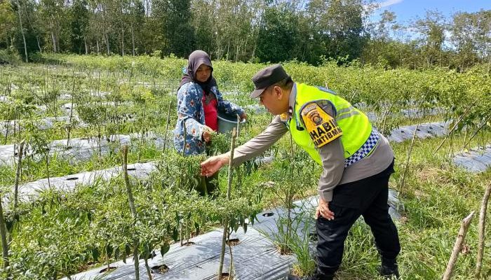 Pengecekan Tanaman Cabai dalam Rangka Mendukung Ketahanan Pangan Nasional