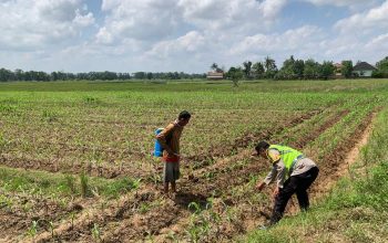 Bhabinkamtibmas Polsek Semendawai Suku III Lakukan Pengecekan Tanaman Jagung