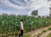 Polsek Semendawai Suku III Lakukan Pengecekan Lahan Jagung, Dukung Ketahanan Pangan