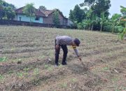 Bhabinkamtibmas Polsek Belitang II Dukung Program Ketahanan Pangan dengan Pengecekan Lahan Pekarangan
