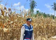 Bhabinkamtibmas Polsek Semendawai Suku III Tinjau Tanaman Jagung