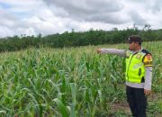 Polsek Belitang II Lakukan Pengecekan Lahan Pekarangan untuk Mendukung Ketahanan Pangan