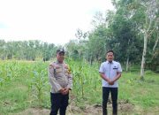 Polsek Belitang II Lakukan Pengecekan Lahan Pekarangan untuk Mendukung Ketahanan Pangan