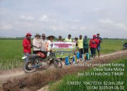 Tim Pengendalian OPT Semendawai Suku III Lakukan Pengendalian Hama Sundep