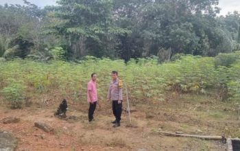 Pengecekan Tanaman Singkong dalam Rangka Mendukung Ketahanan Pangan Nasional