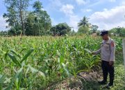 Pengecekan Lahan Ketahanan Pangan di Desa Sumber Harapan