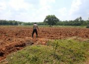 Polsek Semendawai Suku III Dukung Ketahanan Pangan, Bhabinkamtibmas Lakukan Pengecekan Lahan Jagung