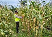 Pengecekan Ketahanan Pangan di Desa Trimoharjo