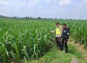 Pengecekan Ketahanan Pangan di Desa Budi Luhur