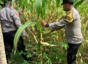 Pengecekan Ketahanan Pangan di Desa Burnai Mulya, Polsek Semendawai Suku III Lakukan Monitoring Lahan Jagung