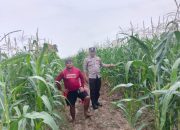Pengecekan Ketahanan Pangan di Desa Sumber Harapan