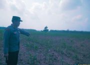 Polsek Semendawai Suku III Gencar Dukung Program Ketahanan Pangan dengan Pengecekan Lahan Tanaman Jagung